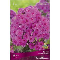Флокс метельчатый Роза Пастел (выс 70 см, кремово-розовый) 1 шт Поиск